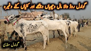 Male Female Cow And Buffalo Calves On Gondal Maweshi Mandi By My Life Channel