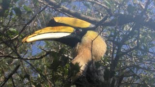 シロクジャク と オオサイチョウ (伊豆シャボテン動物公園) 2019年10月1日