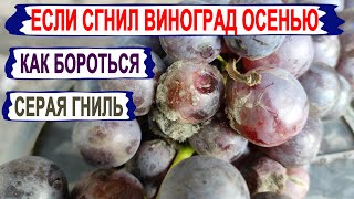 🍇 Почему СГНИЛ весь УРОЖАЙ ВИНОГРАДА? СЕРАЯ ГНИЛЬ ОСЕНЬЮ. Как выглядит, как бороться?