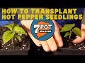 How to transplant hot pepper seedlings - 7 Pot Club