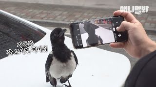 왠지 인스타그램 있을거같은 핵인싸 까치ㅋ l Hooman-Friendly Wild Magpie Is A Real Homie