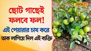 Bangla News | ছোট গাছেই ফলবে ফল! এই পেয়ারার চাষ করে তাক লাগিয়ে দিল এই ব্যক্তি | #local18