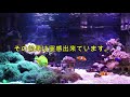 【エコで楽しもう！海水魚66】エコに水温上昇対策をして、残暑を乗り切ろう。