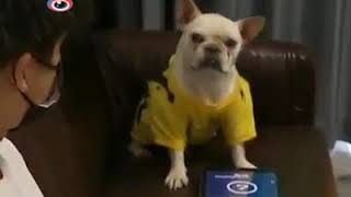 anjing ngambek | angry funny dog