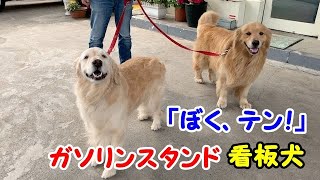 ガソリンスタンド看板犬のテンくんのゴロスリ！ゴールデンレトリバーのはっち