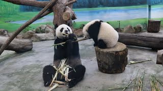 20210429 圓寶下樹改內場 挑最大筍孝敬娘 Giant Panda Yuan Yuan \u0026 Yuan Bao