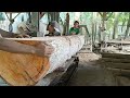 sawing Monster mahogany wood worth 30 million at the sawmill