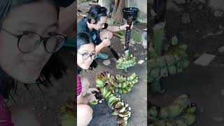 Banana Harvest - Linupak ala QA