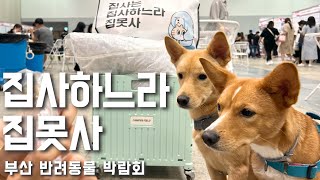 [41화] 부산 반려동물 박람회