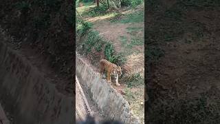 Nandankanan zoo🐘🐼🐯 tigers #tiger #zoo #bhubaneswar #viral