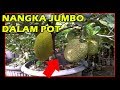 Tips Tanam Nangka Pendek Buah Lebat dlm Pot | Mini,Madu | How to Plant Jackfruit in Container