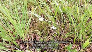 Westerwold ryegrass as companion crop in establishment of temporary grasslands