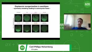 Prof. Carl-Philipp Heisenberg | The role of friction forces in oocyte shape changes