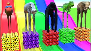 Long Slide Game With Elephant Gorilla Buffalo Hippopotamus Tiger 3d Animal Game Funny 3d Animals