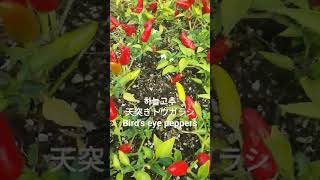 Capsicum annuum/観賞用トウガラシ/Ornamental hot peppers/하늘고추 수옥정  꽃말:\