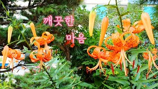 [꽃사랑75] 참나리. 꽃 자체가 하나의 예술작품 | Tiger Lily