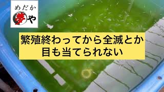 【メダカ飼育】秋にメダカを全滅させないためにすること