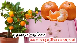 Orange plants grow at home | কমলা লেবুর বীজ থেকে চারা উৎপাদন | Grow orange seeds first & easy way