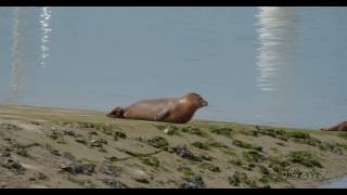 Phoca vitulina - Harbor seal - Gewone zeehond