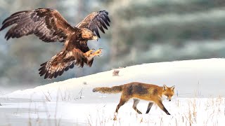 Lov lisice sa surim orlom - Sokolarstvo VI deo | Hunting with golden eagle - Falconry - Fox hunting