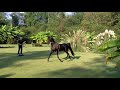 long lining my american saddlebred