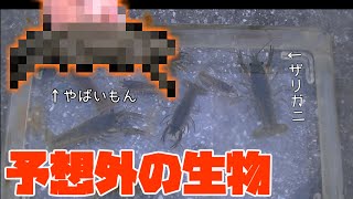 【ガサガサ】ザリガニ大量捕獲してたらヤバいもん捕まえた！！