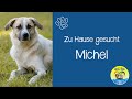 🏡 |MICHEL - zu Hause gesucht| 🏡