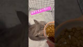 【癒し】ご飯もらうために必死な猫が可愛過ぎる🥺🥺【サイベリアン】