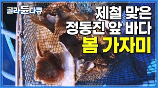 강원도에서는 가자미가 잡히기 시작하면 '봄이 왔다'라고 합니다│산란기 전 가장 맛이 좋을 때인 봄 가자미│극한직업│#골라듄다큐