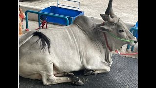 KANGAYAM COW A MAJESTIC COW OF OUR FARM : SUBSCRIBE TO MY CHANNEL