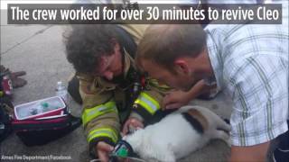 Iowa firefighters revive a cat after a house fire