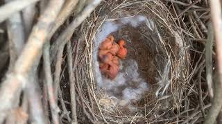 今年春天发现的第一窝小鸟，毛都还没长出来，太可爱了#bird #动物 #cuckoo