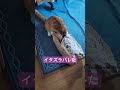 イタズラバレた 猫 保護猫 cat