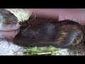 【モルモット】プチ動画 まったり日常 no.61 relaxed daily life【kawaii guineapig】