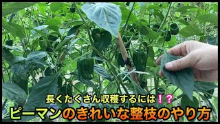 【ピーマン2/2】なが〜くたくさん収穫する為の整枝(剪定)のやり方！How to grow bell peppers