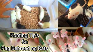 Rats Breeding| Diskarte sa Pag Paparami ng Rats