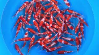 SPS 169 WYSIWYG Tosai Kohaku Selected x 67 pcs