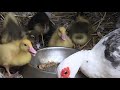 muscovy ducklings boys or girls muscovy duck gender ducks