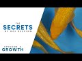 The Secrets Of Koi Keeping | Episode 4 | Growth