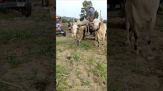 Palledoddi Harikrishna khillari bulls #instagram #farmer #cow #raithu