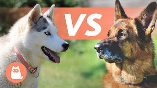 Huksy de Sibérie VS Berger Allemand 🐕 Lequel choisir ?