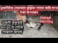 প্রাকৃতিক ভাবে লোকেল মুৰ্গী পোৱালি উৎপাদন কৰি পালন কৰাৰ  লাভালাভ/Naturally chicken egg hatching