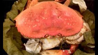 Chinese Steamed Dungeness Crab on Sticky Rice 糯米飯蒸加拿大蟹