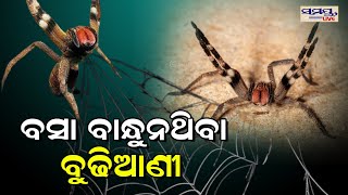 ବସା ବାନ୍ଧୁନଥିବା ବୁଢିଆଣୀ  Odia News Live Updates | Latest Odia News | Samayalive