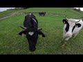 23.4.24 cows on the way of st. james near suwałki poland on the way of st. james