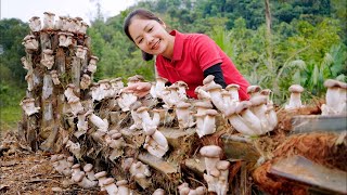 Harvest King Oyster Mushroom  \u0026 Goes to the market sell - Gardening - Nature with Hometown Life