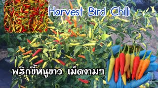 พริกขี้หนูขาว Bird Chilli | เก็บขี้หนูขาว ดกๆ เม็ดอวบอ้วน น้ำหนักดีๆ สีสวยงามๆมากๆ 270820