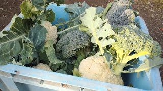 畑とプランターで育ったブロッコリーとカリフラワーの収穫   2022/1/7  Broccoli and cauliflower harvest