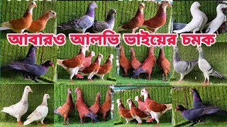 আবারও আলভি ভাইয়ের গিরিবাজ ও কালারিং কবুতরের সেরা কালেকশন Geibaz kobutor #pigeon #সততা_এগ্রো #birds