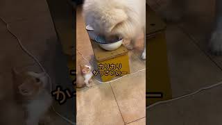 今日のうにたす(7/5)#保護犬 #保護猫 #akita #秋田犬#大型犬